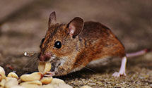 24 Hour & Emergency Exterminators in Pomona, NJ